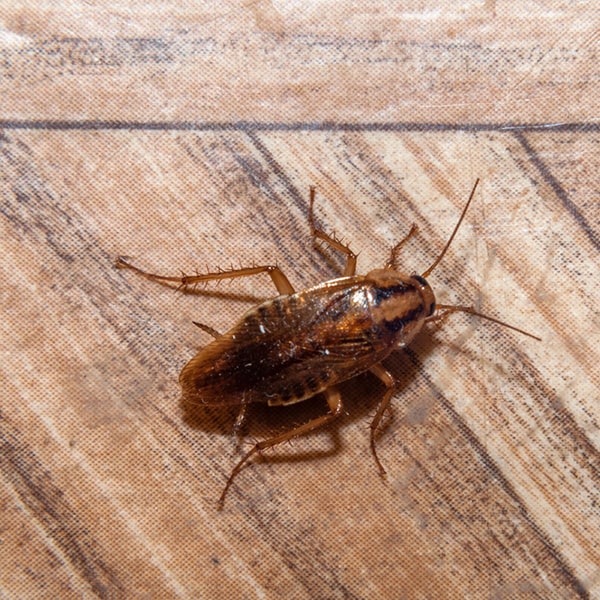 fumigaciones de cucarachas utilizamos productos químicos especialmente diseñados para controlar la infestación de cucarachas